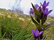 40 Gentianella rhaetica (Genzianella retica)